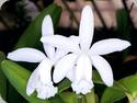 Cattleya loddigesii var. alba